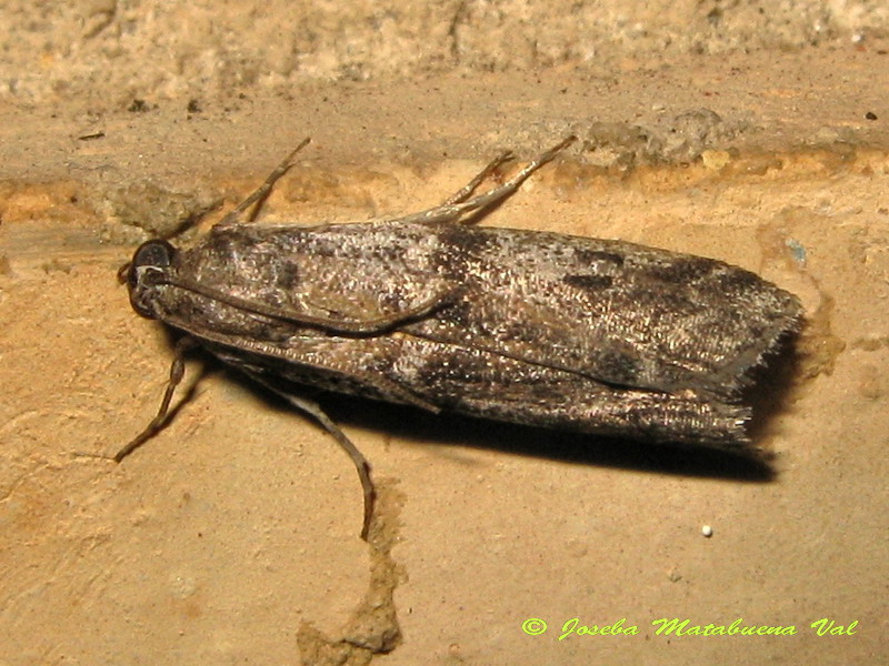 Pyralidae da id - Cfr. Ephestia welseriella